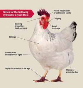 Photograph of a chicken with text about what to look for to identify bird flu