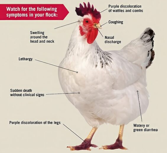 Photograph of a chicken with text about what to look for to identify bird flu