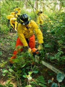 Wildland fire training - firefighter using chainsaw to cut brush